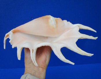Giant Spider Conch Shell with Long Spines, 12-3/4 by 7 inches  - Buy this one for $17.99