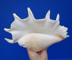 Giant Spider Conch ...