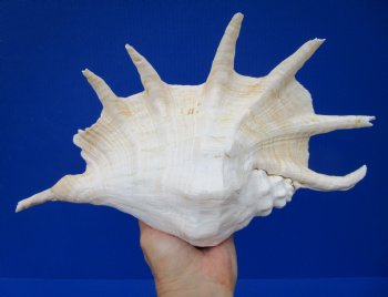 Giant Spider Conch Shell with Long Spines, 12-1/2 by 8-1/4 inches  - Buy this one for $17.99