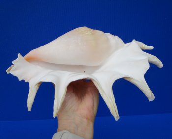 Giant Spider Conch Shell with Long Spines, 12-1/2 by 8-1/4 inches  - Buy this one for $17.99