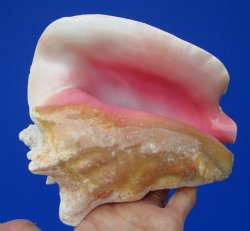7-1/2 by 6-3/4 inches Queen Conch Shell, Pink Conch for $16.99
