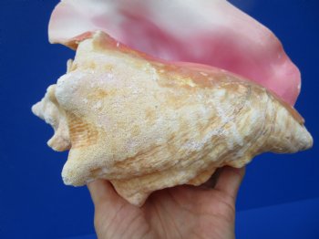 8 by 6-3/4 inches Queen Conch Shell, Pink Conch for $24.99