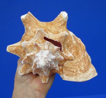 7-1/4 by 6-1/2 inches Queen Conch Shell, Pink Conch for $16.99