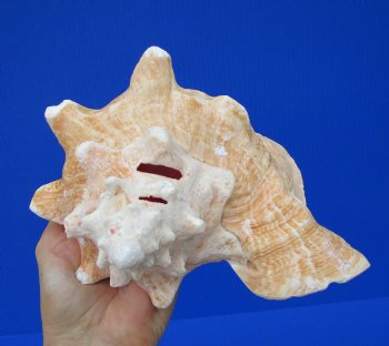 7-1/4 by 6-1/4 inches Queen Conch Shell, Pink Conch for $16.99