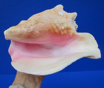 7-1/4 by 6-1/4 inches Queen Conch Shell, Pink Conch for $16.99