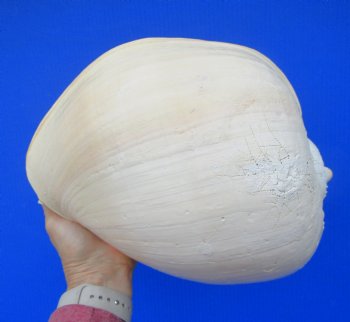 10-3/4 inches Large Crowned Baler Melon Shell for Sale - Buy this one for $14.99