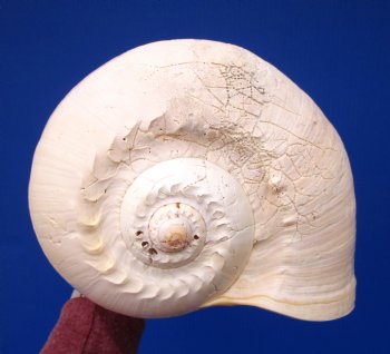 10-3/4 inches Large Crowned Baler Melon Shell for Sale - Buy this one for $14.99