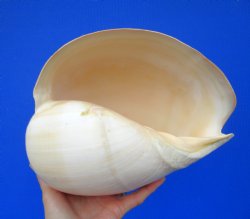 9-3/4 inches Large ...