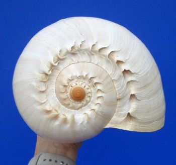 9-3/4 inches Large Crowned Baler Melon Shell for Sale - Buy this one for $12.99