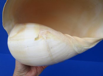 9-3/4 inches Large Crowned Baler Melon Shell for Sale - Buy this one for $12.99