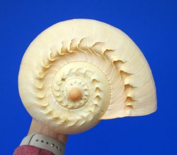 9-3/4 inches Large Crowned Baler Melon Shell for Sale - Buy this one for $12.99