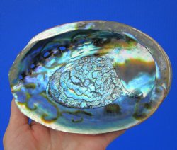 Large Blue Green Abalone Shell, 6-1/4 by 4-3/4 inches - Buy this one for $19.99