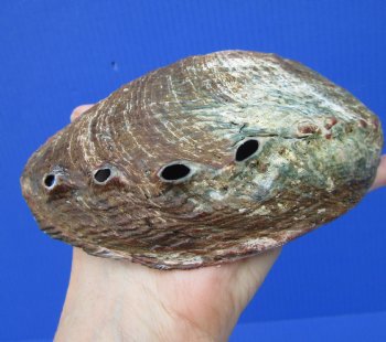 Large Blue Green Abalone Shell, 6-1/4 by 4-3/4 inches - Buy this one for $19.99