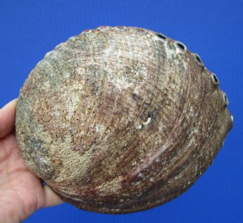 Large Blue Green Abalone Shell, 6 by 4-3/4 inches - Buy this one for $14.99