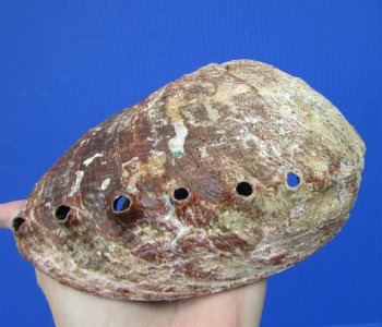 Large Blue Green Abalone Shell, 7-3/4 by 6 inches - Buy this one for $24.99