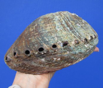 Large Blue Green Abalone Shell, 7-1/2 by 6 inches - Buy this one for $24.99