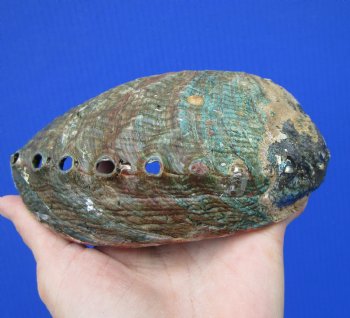 Large Blue Green Abalone Shell, 6 by 4-1/2 inches - Buy this for $14.99