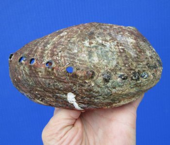 Large Blue Green Abalone Shell, 6-1/4 by 4-3/4 inches - Buy this for $14.99