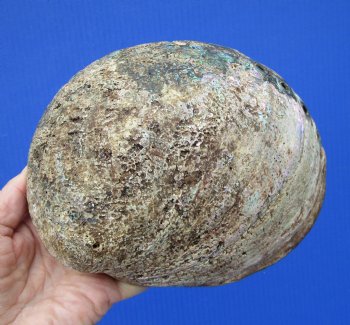 Large Blue Green Abalone Shell, 7 by 5-1/2 inches - Buy this one for $19.99
