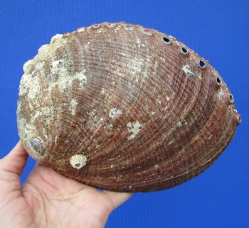 Large Blue Green Abalone Shell, 7-1/4 by 5-1/4 inches - Buy this one for $19.99