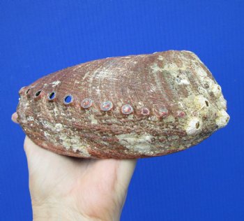 Large Blue Green Abalone Shell, 7-1/4 by 5-1/4 inches - Buy this one for $19.99