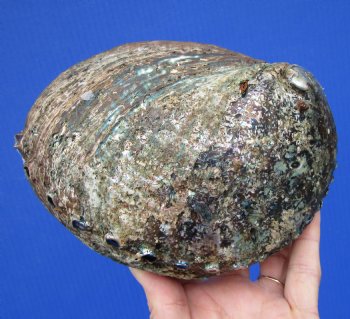 Large Blue Green Abalone Shell, 6-1/4 by 4-3/4 inches - Buy this for $14.99