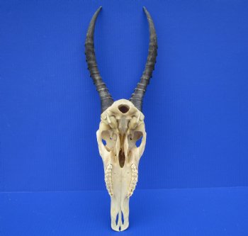 Large African Blesbok Skull with 14-3/4 and 15 inches Horns <font color=red> Good Quality</font> for $79.99