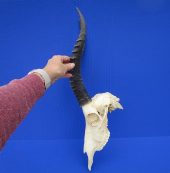 Large African Blesbok Skull with 14-3/4 and 15 inches Horns <font color=red> Good Quality</font> for $79.99