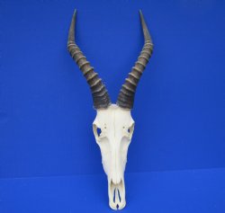 Large African Blesb...