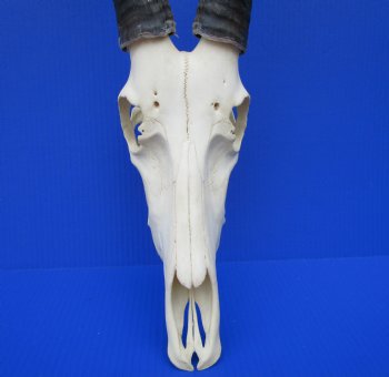Large African Blesbok Skull with 14-7/8 Inches Horns <font color=red> Good Quality</font> for $79.99