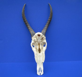 Large African Blesbok Skull with 14-7/8 Inches Horns <font color=red> Good Quality</font> for $79.99