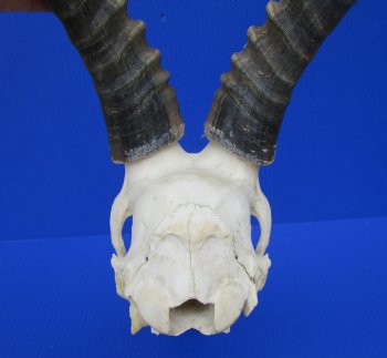 Large African Blesbok Skull with 14-7/8 Inches Horns <font color=red> Good Quality</font> for $79.99