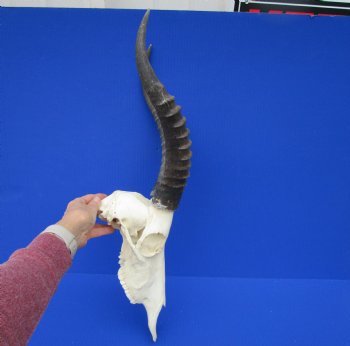 Large African Blesbok Skull with 14-7/8 Inches Horns <font color=red> Good Quality</font> for $79.99