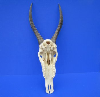 Large African Blesbok Skull with 14-3/4 and 15 inches Horns <font color=red> Good Quality</font> for $79.99