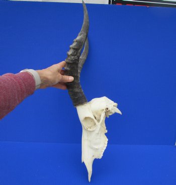 Large African Blesbok Skull with 14-3/4 and 15 inches Horns <font color=red> Good Quality</font> for $79.99