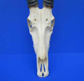 Large African Blesbok Skull with 15-1/4 and 15-1/2 inches Horns <font color=red> Good Quality</font> for $79.99