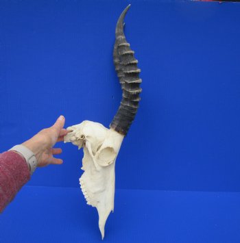 Large African Blesbok Skull with 15-1/4 and 15-1/2 inches Horns <font color=red> Good Quality</font> for $79.99