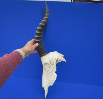Large African Blesbok Skull with 15-1/4 and 15-1/2 inches Horns <font color=red> Good Quality</font> for $79.99