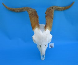 South African Angora Goat Skull with 20-1/2 and 21 inches Horns for $119.99