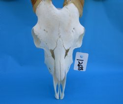South African Angora Goat Skull with 20-1/2 and 21 inches Horns for $119.99