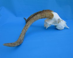 South African Angora Goat Skull with 20-1/2 and 21 inches Horns for $119.99