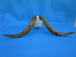 South African Angora Goat Skull with 20-1/2 and 21 inches Horns for $119.99