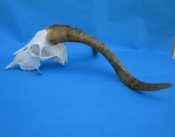 South African Angora Goat Skull with 20-1/2 and 21 inches Horns for $119.99