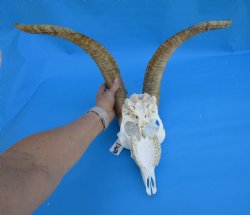 South African Angora Goat Skull with 20-1/2 and 21 inches Horns for $119.99