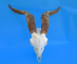 South African Angor...