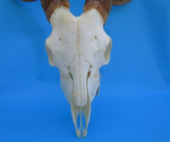 South African Angora Goat Skull with 19 inches Horns for $119.99