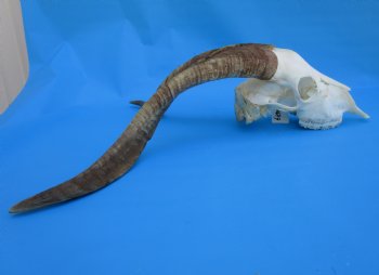 South African Angora Goat Skull with 19 inches Horns for $119.99