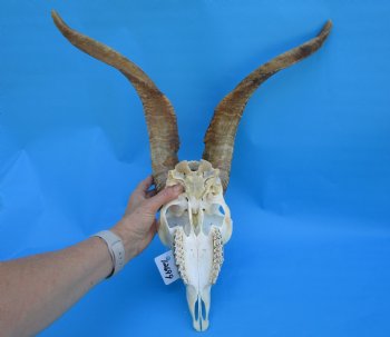 South African Angora Goat Skull with 19 inches Horns for $119.99