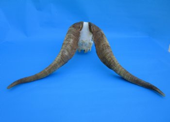 South African Angora Goat Skull with 19 inches Horns for $119.99