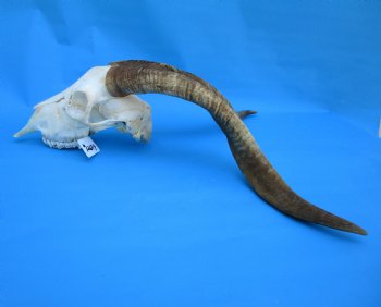 South African Angora Goat Skull with 19 inches Horns for $119.99